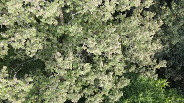 Aerial View of Green Forest in Summer. Ukraine