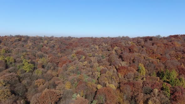 Colorful trees in the forest during fall season, aerial shot