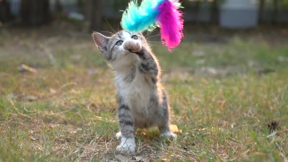 Cute kitten playing feather toy in the garden slow motion