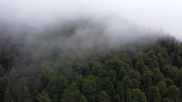 Mountain Forest Covered In Fog, Aerial View