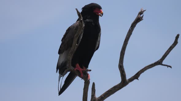 Bateleur eagle in a tree at Moremi Game Reserve