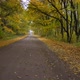 Road in Autumn Forest, Slow, Smooth Drone Flight. Yellow Leaves Lick Either Side of the Road - VideoHive Item for Sale