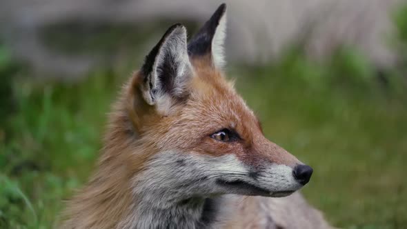 Fox opening eye and looks surprised
