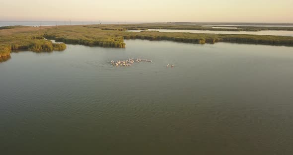 Breeding Grounds of Pelicans in Tuzly Estuary National Nature Park Near By Black Sea Coast, Ukraine