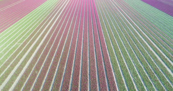 Aerial view of tulip fields, Flevoland, Netherlands.