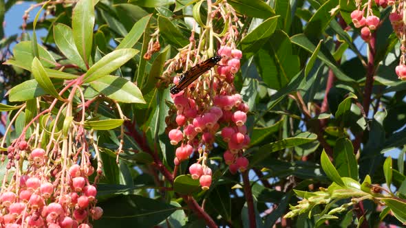 Monarch Butterfly Pollinate Arbutus Flower California USA