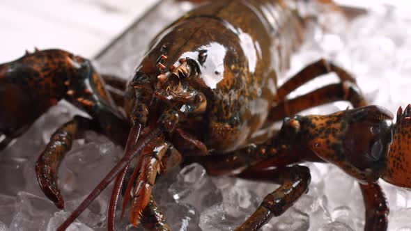 Live Lobster on Ice Cubes.