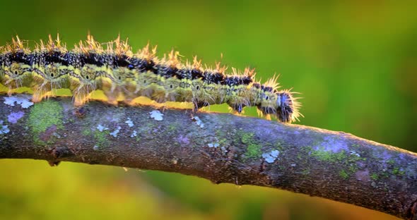 Small Tortoiseshell Aglais Urticae Caterpillar