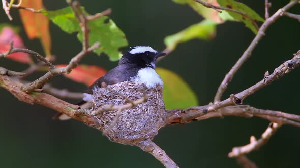 White-browed fantail flycatcher in Sri Lanka