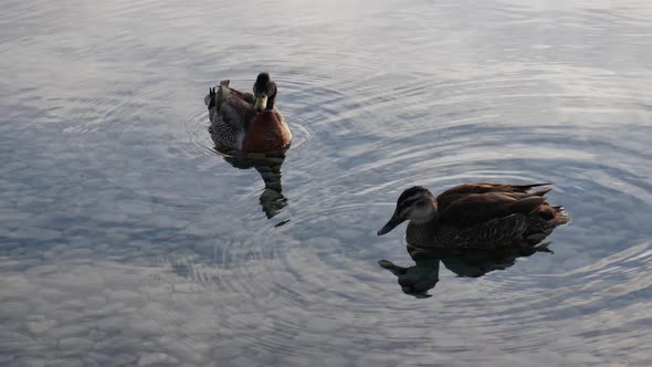 Two mallard ducks swim at the lake with stone reflect