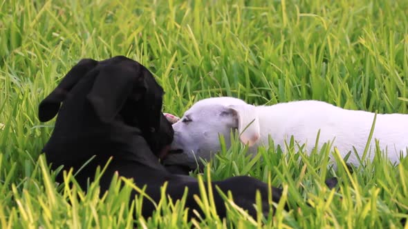 Black and white puppy dogs playing Tug Of War with an old rag in green grass