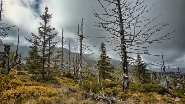 Dry trees in autumn nature, Czech republic, time lapse