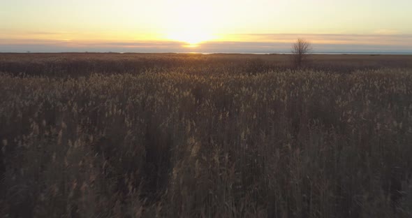 Reed Field Coastal Meadow at Sunset Aerial Shot