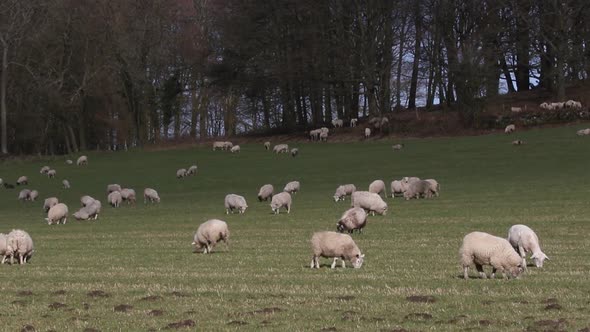 Sheep grazing in field in February. South Staffordshire. British Isles