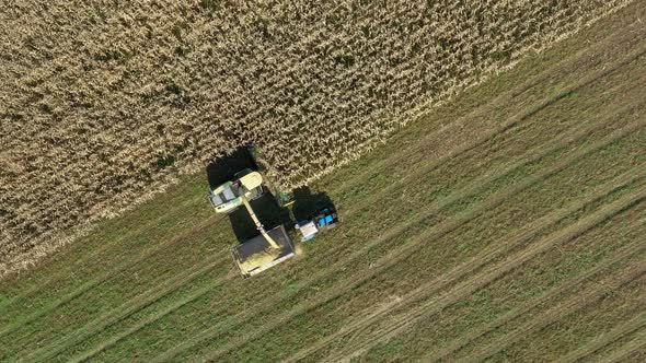 Aerial Top View Combine Harvests Ripe Corn And Pour It In Tractor Trailer