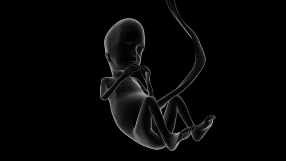 Fetus Xray