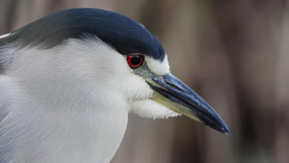 Macro close up of beautiful Nycticorax Heron with red eyes in nature