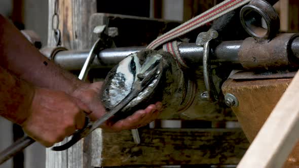 Hands of Man Cleaning Horse Hoof