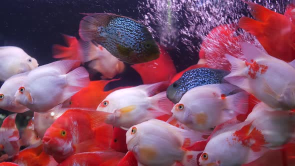 Diversity of Tropical Fishes in Exotic Decorative Aquarium. Assortment in Chatuchak Fish Market Pet