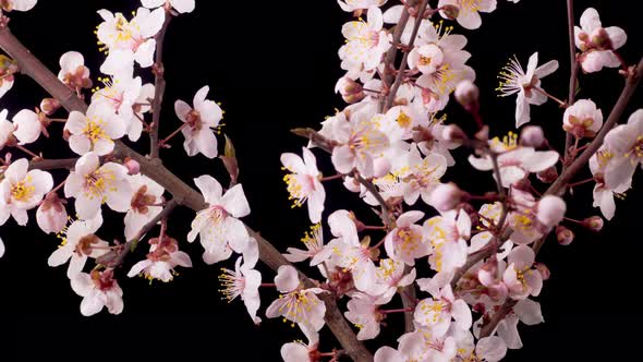 Cherry Blossom. Pink Flowers Blossoms on the Branches Cherry Tree.