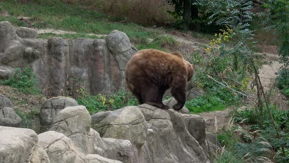 Kamchatka brown bear, Ursus arctos beringianus