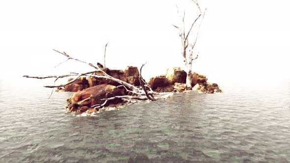 Beautiful Sea Rocks and Dead Trees in a Sea of Light Twilight