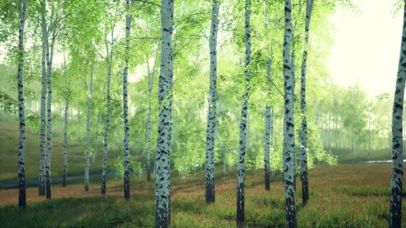 White Birch Trees in the Forest in Summer