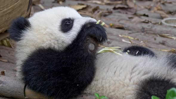 Lazy Drowsy Sleepy Baby Panda Lying on Its Back and Slowly Eating Bamboo, The Animal Is in Constant