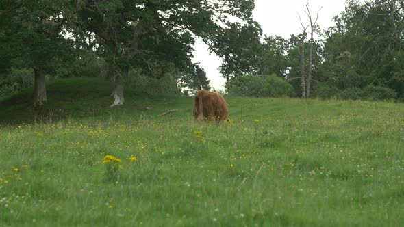 A cow grazing in a field 