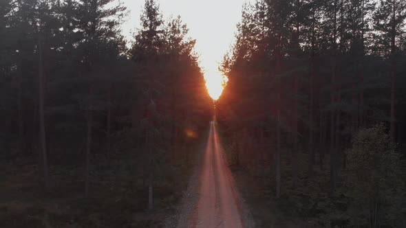 Trees in amazing forest