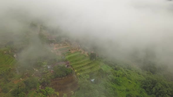 Aerial view of green plantation