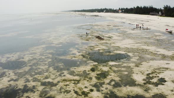 African villagers foraging coastal seafloor with seaweed at low tide.