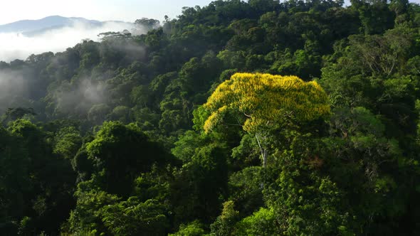 Stunning tropical forest view, a yellow flowering tree in the Amazon forest