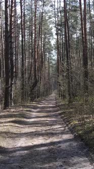 Vertical Video of a Road in the Forest Slow Motion