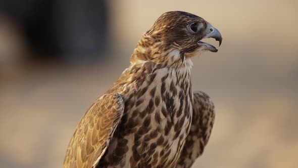 Brown falcon in Abu Dhabi