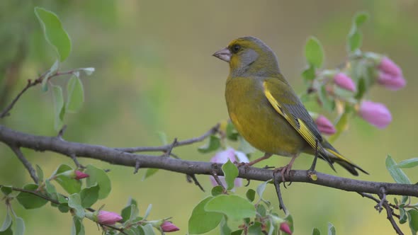 European greenfinch Chloris chloris is a small songbird