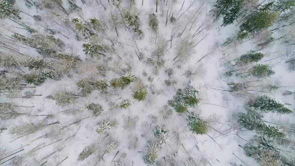 Aerial Vew of a Fozen Forest with Snow Covered Trees. Drone Footage