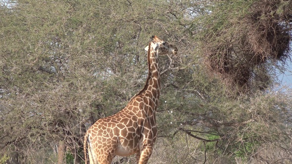 Giraffes graze on the Savannah of South Africa.