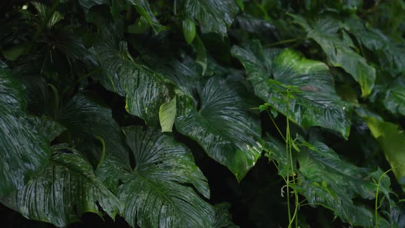 Large Tropical Wet Leaves From Forest