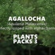 AGALLOCHA (Aquilaria Malaccensis) Looped Trees - VideoHive Item for Sale