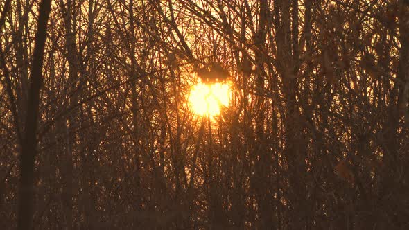 Sun and Trees 4K