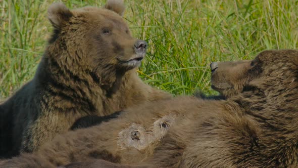 HD Grizzly Bear Cub Nursing with Milk on its Face