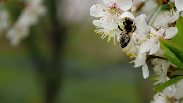Honey bee is pollinating flower of the blossoming spring tree. Macro.