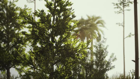 Tropical Palms and Grass at Sunny Day