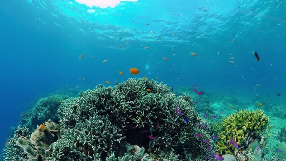 Coral Reef with Fish Underwater. Bohol, Philippines.