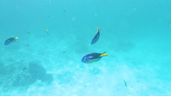 School of Blue tang fish swimming in shallow tropical coral sea.