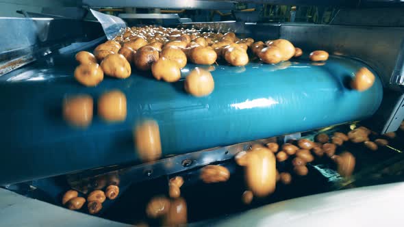 Washed Potatoes Transported on a Modern Conveyor at a Factory, Falling From It