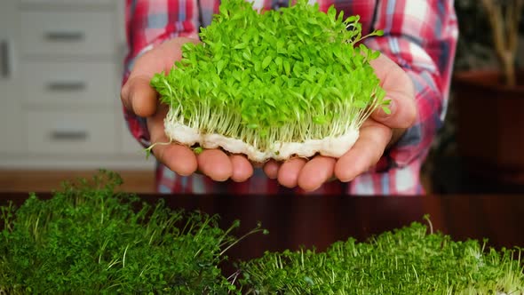 Microgreens in the Hands of a Man