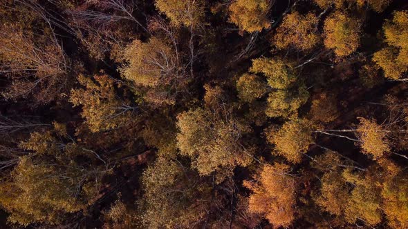 Beautiful autumn video of birch forest wobbling on strong wind