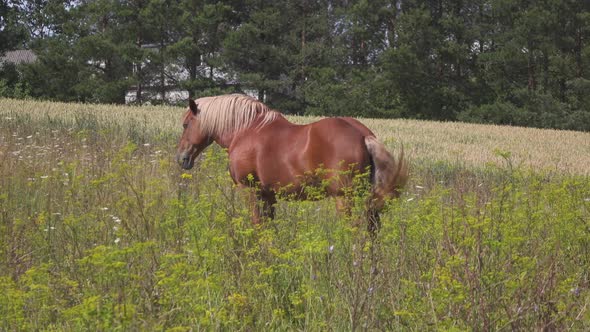 Horse in Meadow